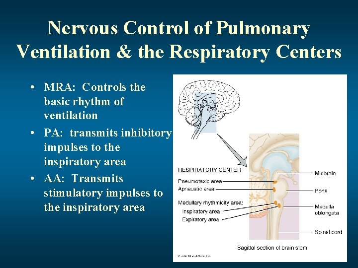 Nervous Control of Pulmonary Ventilation & the Respiratory Centers • MRA: Controls the basic