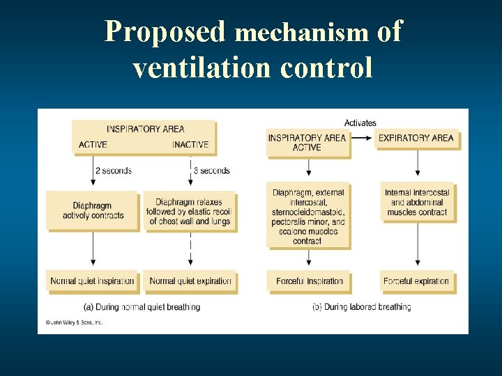 Proposed mechanism of ventilation control 