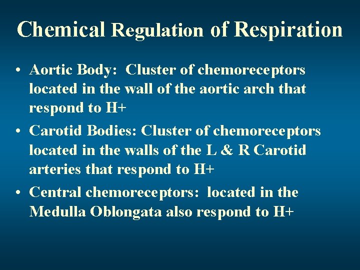 Chemical Regulation of Respiration • Aortic Body: Cluster of chemoreceptors located in the wall