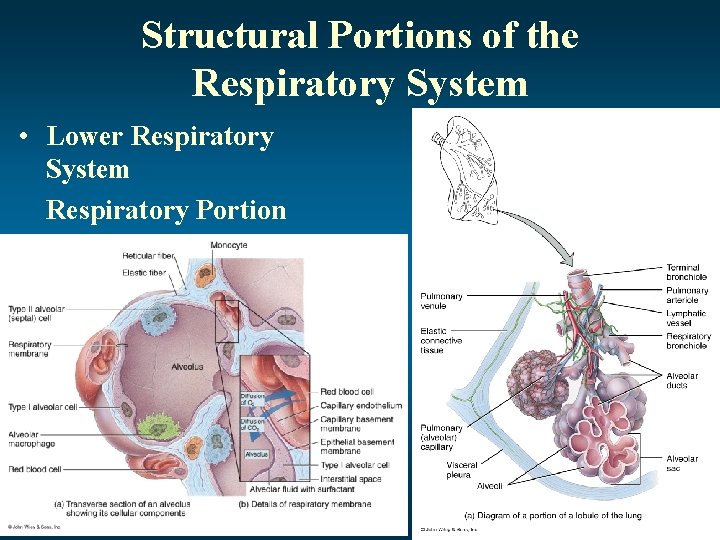 Structural Portions of the Respiratory System • Lower Respiratory System Respiratory Portion 