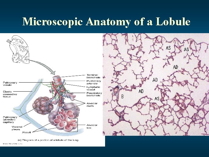 Microscopic Anatomy of a Lobule 