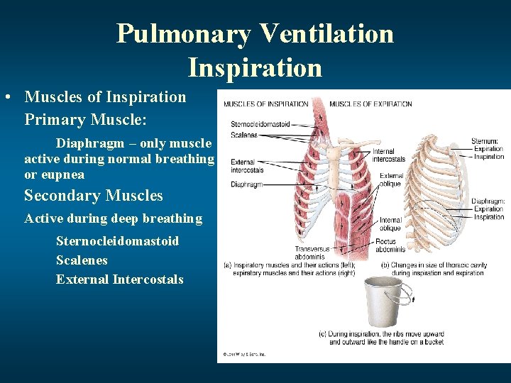 Pulmonary Ventilation Inspiration • Muscles of Inspiration Primary Muscle: Diaphragm – only muscle active