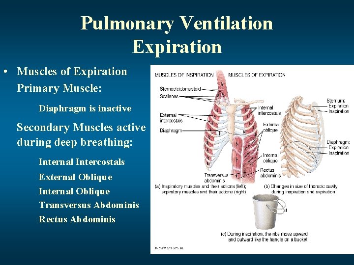Pulmonary Ventilation Expiration • Muscles of Expiration Primary Muscle: Diaphragm is inactive Secondary Muscles