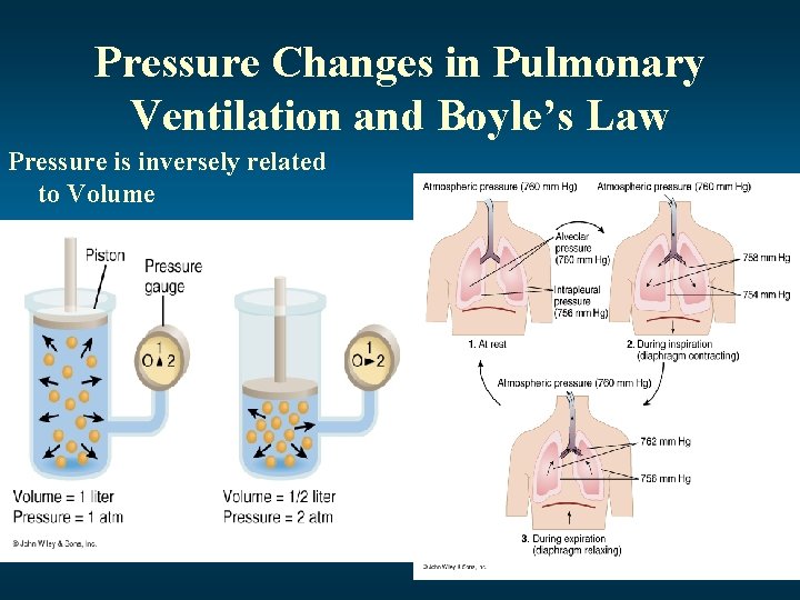Pressure Changes in Pulmonary Ventilation and Boyle’s Law Pressure is inversely related to Volume