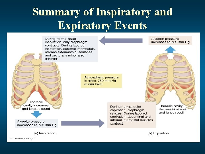 Summary of Inspiratory and Expiratory Events 