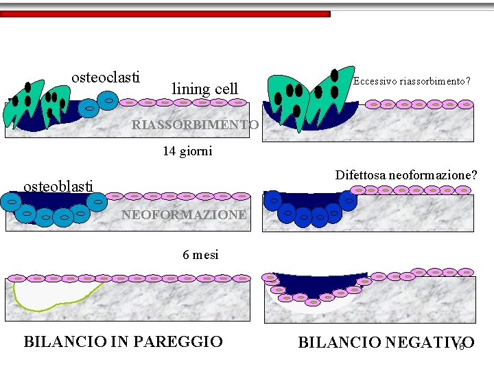 osteoclasti Eccessivo riassorbimento? lining cell RIASSORBIMENTO 14 giorni Difettosa neoformazione? osteoblasti NEOFORMAZIONE 6 mesi