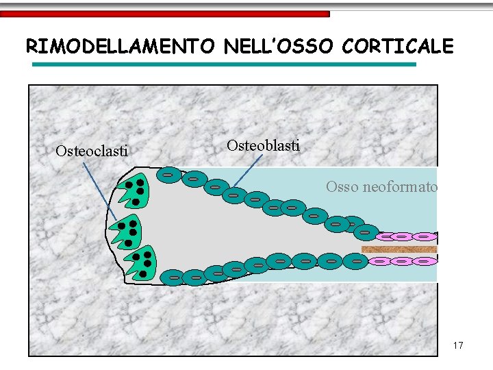 RIMODELLAMENTO NELL’OSSO CORTICALE Osteoclasti Osteoblasti Osso neoformato 17 