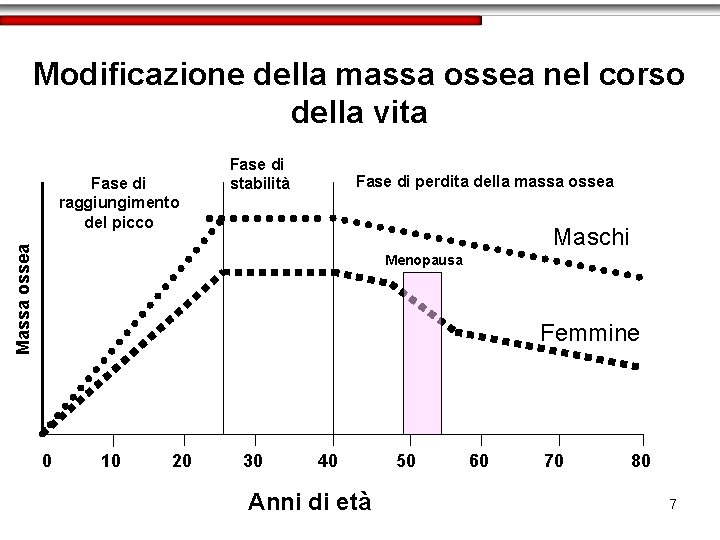 Modificazione della massa ossea nel corso della vita Fase di perdita della massa ossea