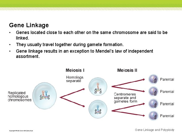 Gene Linkage • • • Genes located close to each other on the same Gene Linkage • • • Genes located close to each other on the same