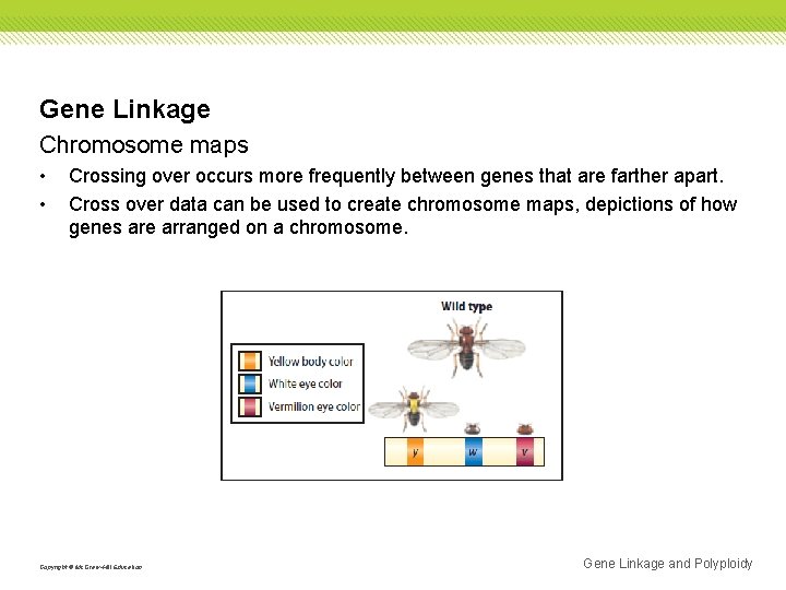 Gene Linkage Chromosome maps • • Crossing over occurs more frequently between genes that Gene Linkage Chromosome maps • • Crossing over occurs more frequently between genes that