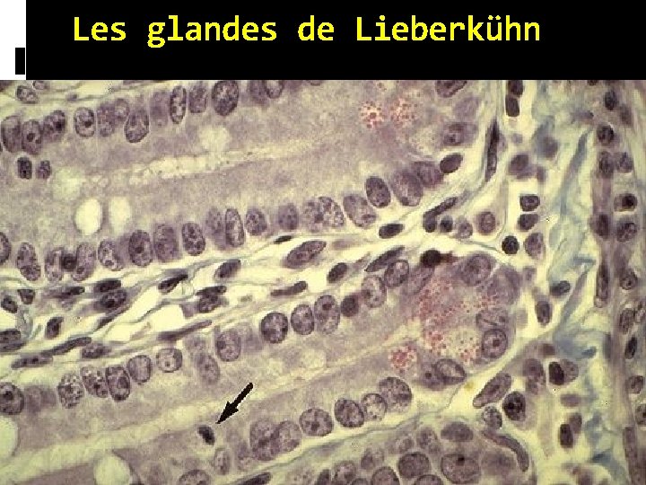 Les glandes de Lieberkühn 
