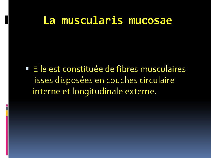 La muscularis mucosae Elle est constituée de fibres musculaires lisses disposées en couches circulaire