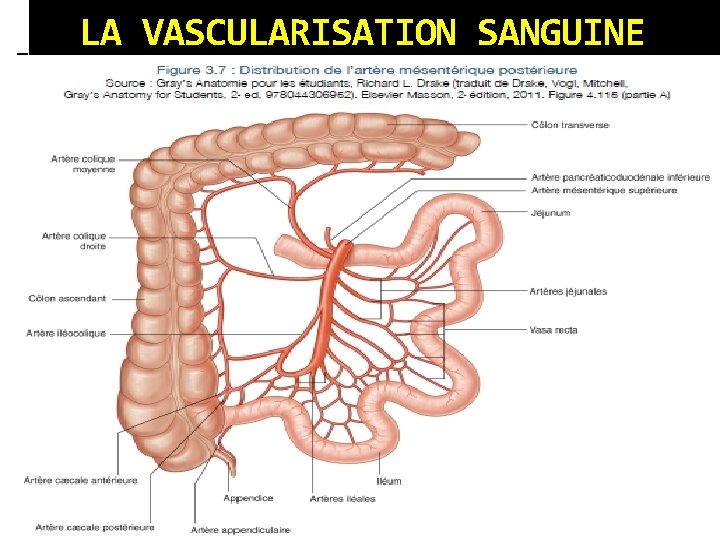 LA VASCULARISATION SANGUINE 