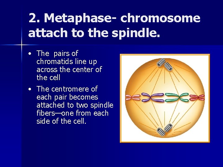 2. Metaphase- chromosome attach to the spindle. • The pairs of chromatids line up 2. Metaphase- chromosome attach to the spindle. • The pairs of chromatids line up