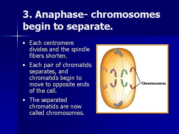 3. Anaphase- chromosomes begin to separate. • Each centromere divides and the spindle fibers 3. Anaphase- chromosomes begin to separate. • Each centromere divides and the spindle fibers