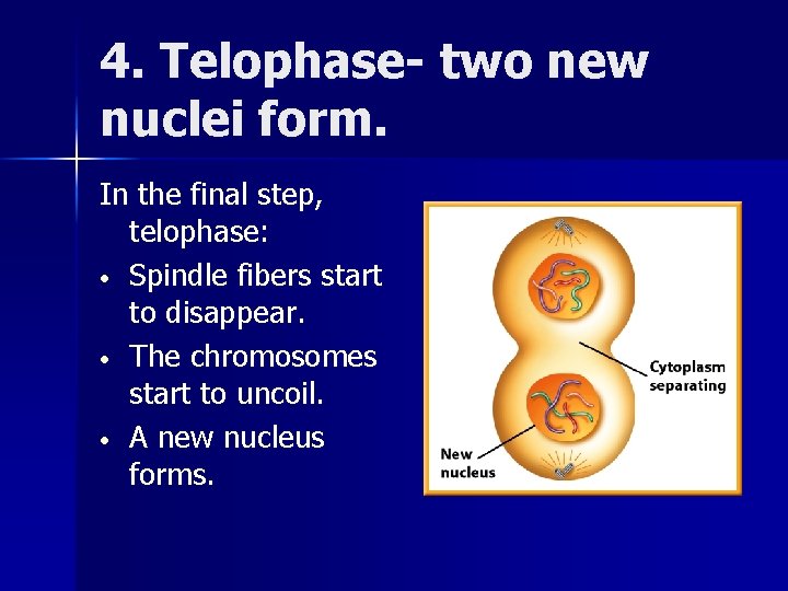 4. Telophase- two new nuclei form. In the final step, telophase: • Spindle fibers 4. Telophase- two new nuclei form. In the final step, telophase: • Spindle fibers