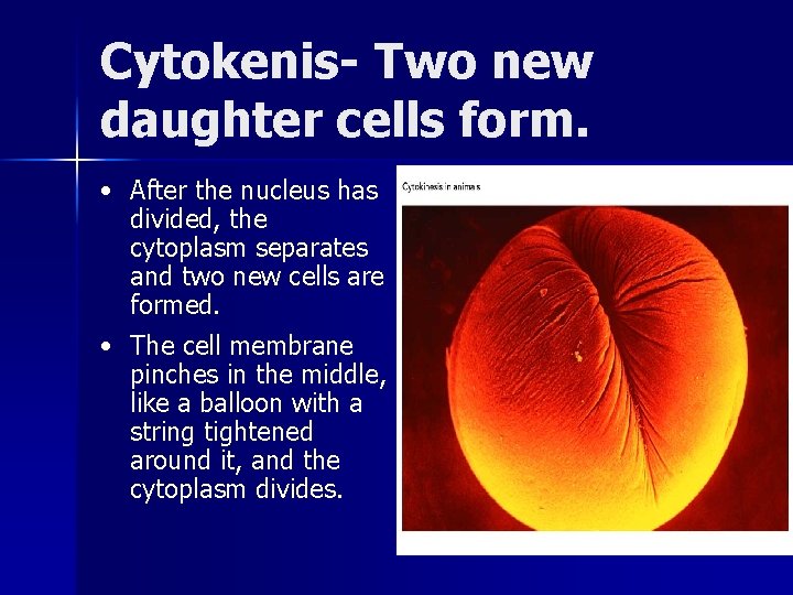 Cytokenis- Two new daughter cells form. • After the nucleus has divided, the cytoplasm Cytokenis- Two new daughter cells form. • After the nucleus has divided, the cytoplasm