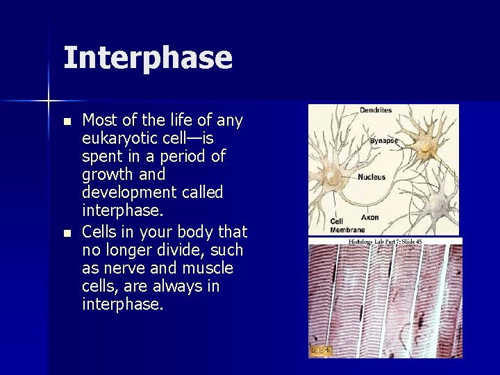 Interphase n n Most of the life of any eukaryotic cell—is spent in a Interphase n n Most of the life of any eukaryotic cell—is spent in a