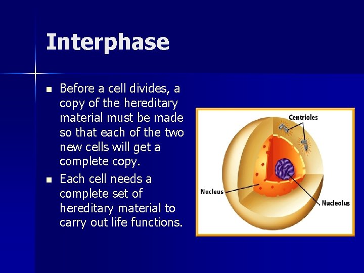 Interphase n n Before a cell divides, a copy of the hereditary material must Interphase n n Before a cell divides, a copy of the hereditary material must