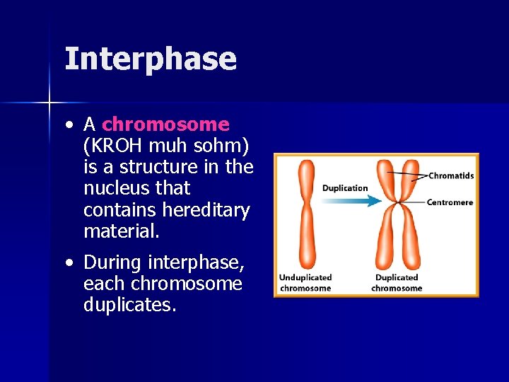 Interphase • A chromosome (KROH muh sohm) is a structure in the nucleus that Interphase • A chromosome (KROH muh sohm) is a structure in the nucleus that