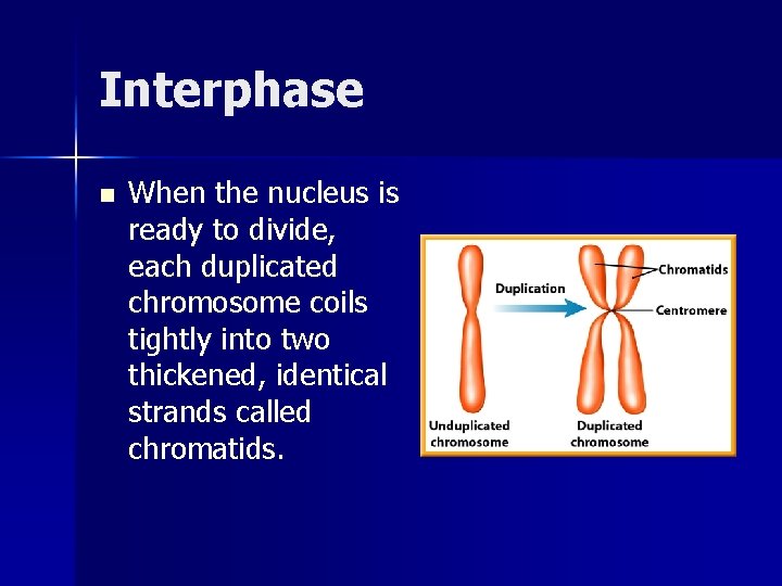Interphase n When the nucleus is ready to divide, each duplicated chromosome coils tightly Interphase n When the nucleus is ready to divide, each duplicated chromosome coils tightly