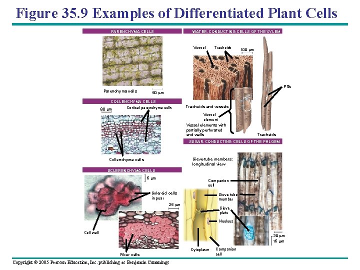 Figure 35. 9 Examples of Differentiated Plant Cells PARENCHYMA CELLS WATER-CONDUCTING CELLS OF THE