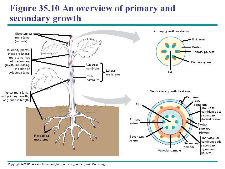 Figure 35. 10 An overview of primary and secondary growth Primary growth in stems