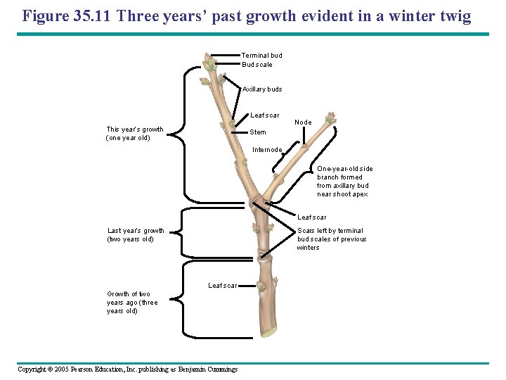 Figure 35. 11 Three years’ past growth evident in a winter twig Terminal bud