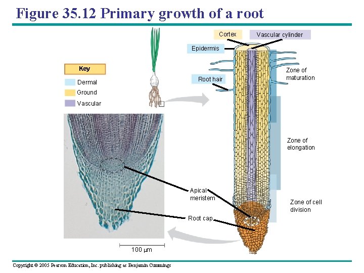 Figure 35. 12 Primary growth of a root Cortex Vascular cylinder Epidermis Key Root