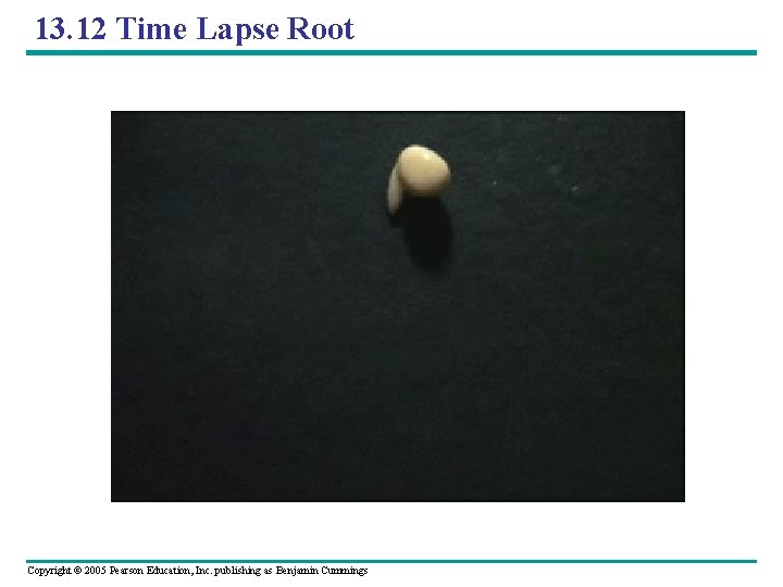 13. 12 Time Lapse Root Copyright © 2005 Pearson Education, Inc. publishing as Benjamin
