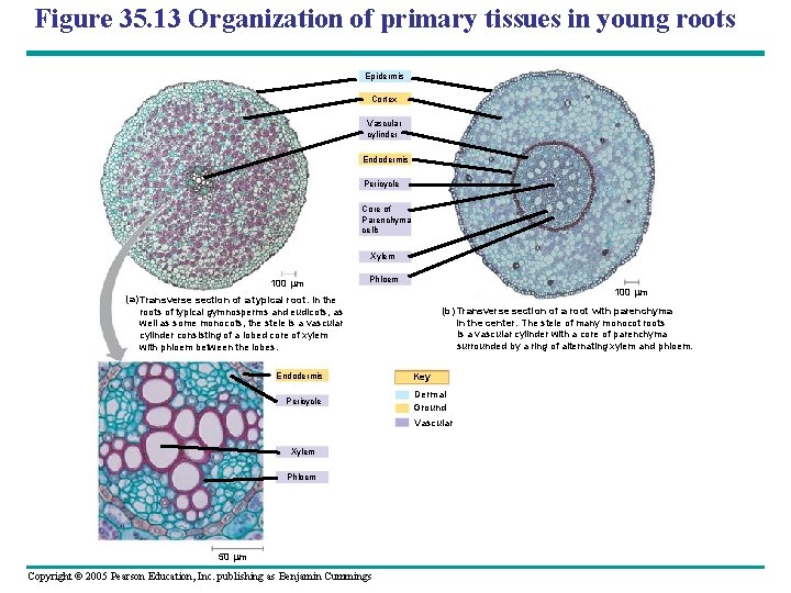 Figure 35. 13 Organization of primary tissues in young roots Epidermis Cortex Vascular cylinder