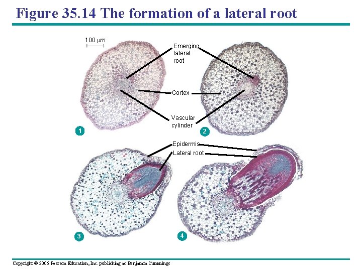 Figure 35. 14 The formation of a lateral root 100 m Emerging lateral root