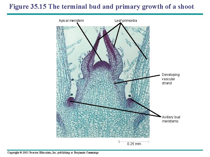 Figure 35. 15 The terminal bud and primary growth of a shoot Apical meristem