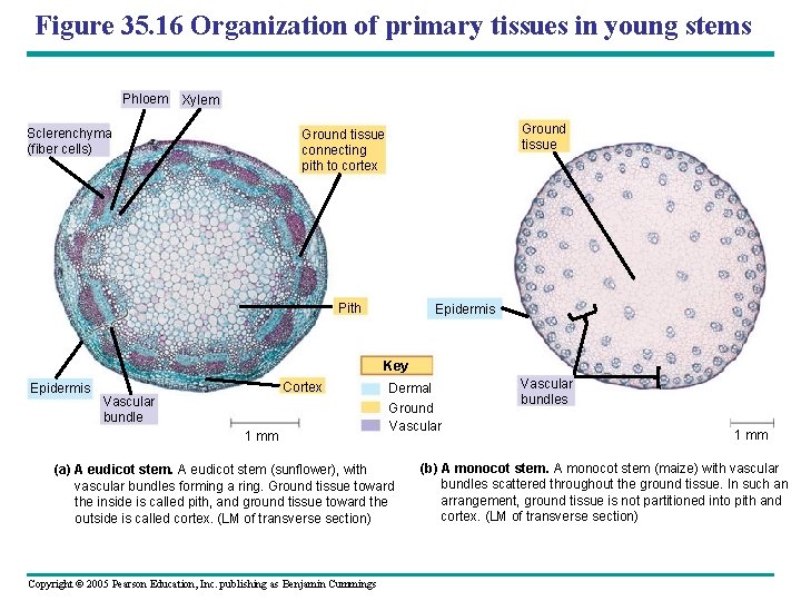 Figure 35. 16 Organization of primary tissues in young stems Phloem Xylem Sclerenchyma (fiber
