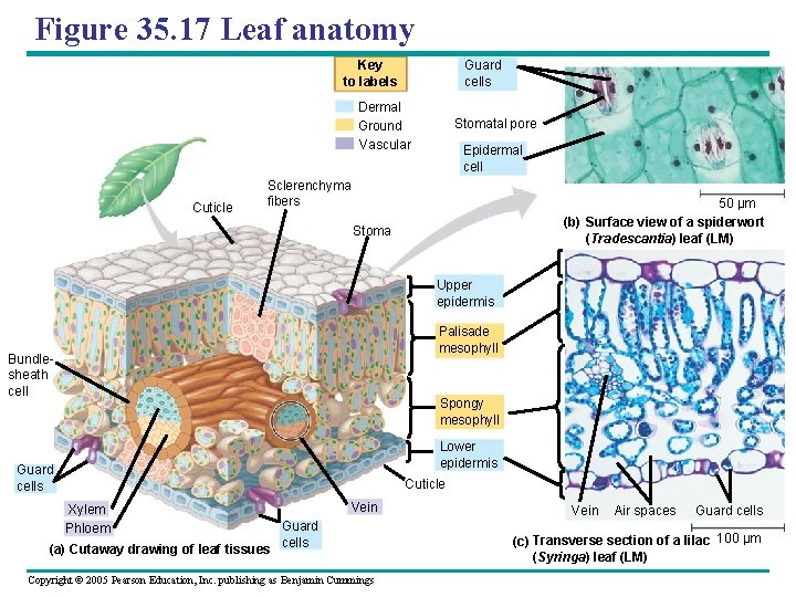 Figure 35. 17 Leaf anatomy Key to labels Guard cells Dermal Ground Vascular Cuticle