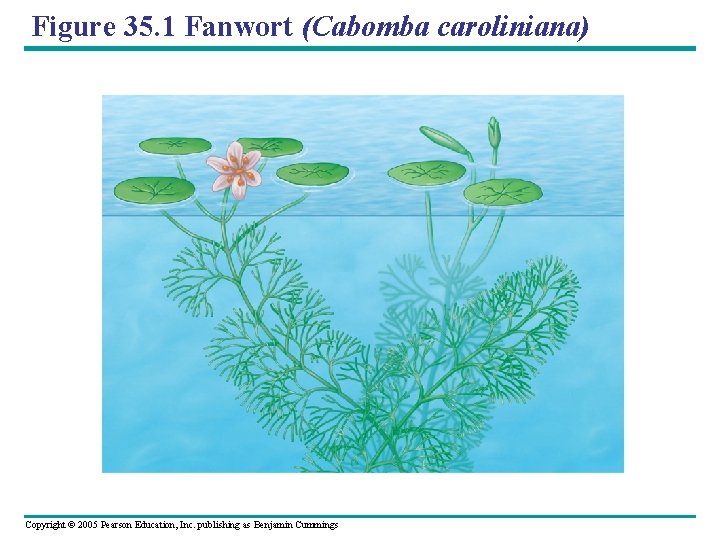 Figure 35. 1 Fanwort (Cabomba caroliniana) Copyright © 2005 Pearson Education, Inc. publishing as