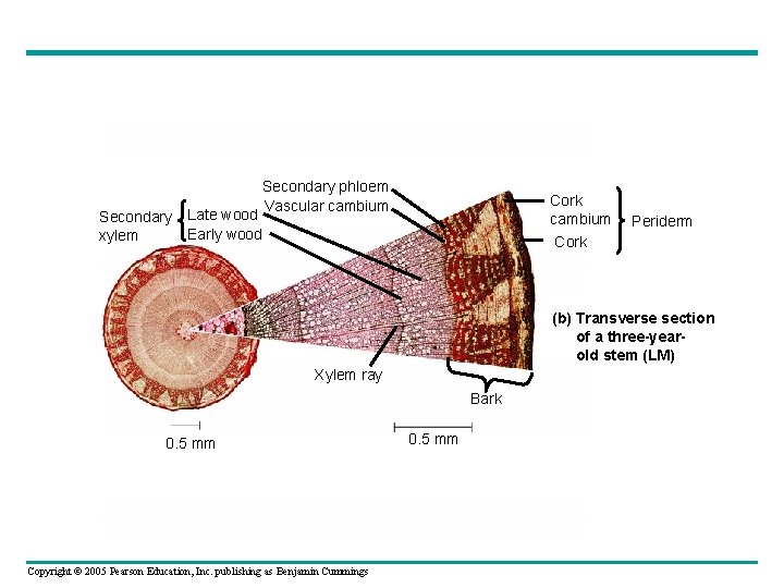 Secondary phloem Vascular cambium Cork Secondary Late wood Early wood xylem Periderm (b) Transverse