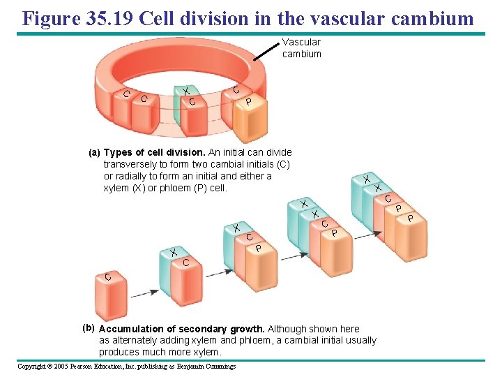 Figure 35. 19 Cell division in the vascular cambium Vascular cambium C X C