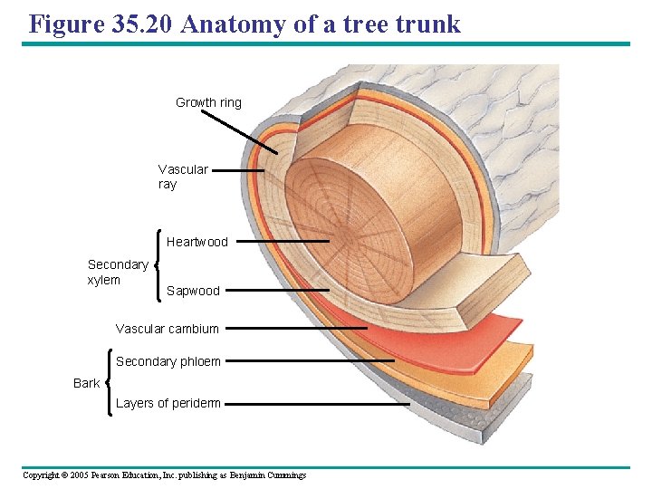 Figure 35. 20 Anatomy of a tree trunk Growth ring Vascular ray Heartwood Secondary