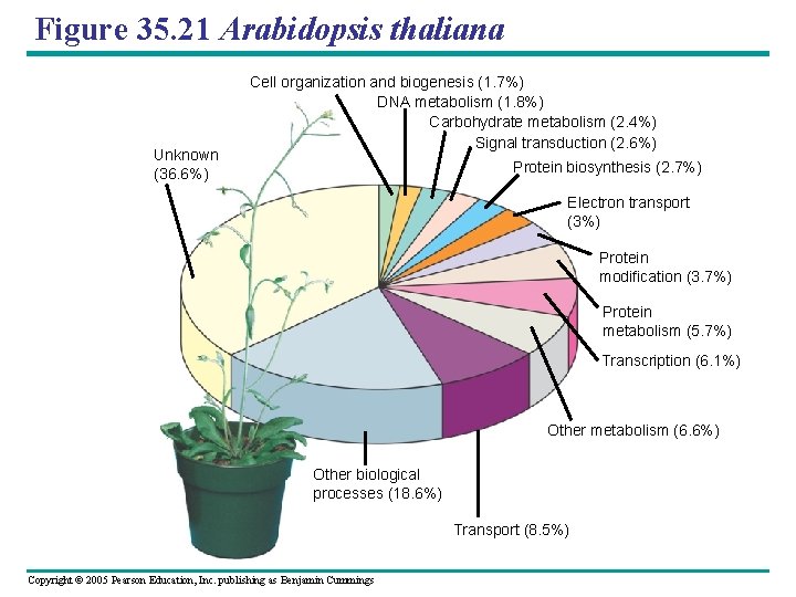 Figure 35. 21 Arabidopsis thaliana Unknown (36. 6%) Cell organization and biogenesis (1. 7%)