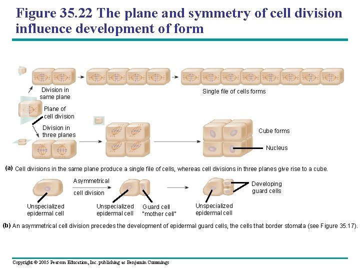 Figure 35. 22 The plane and symmetry of cell division influence development of form