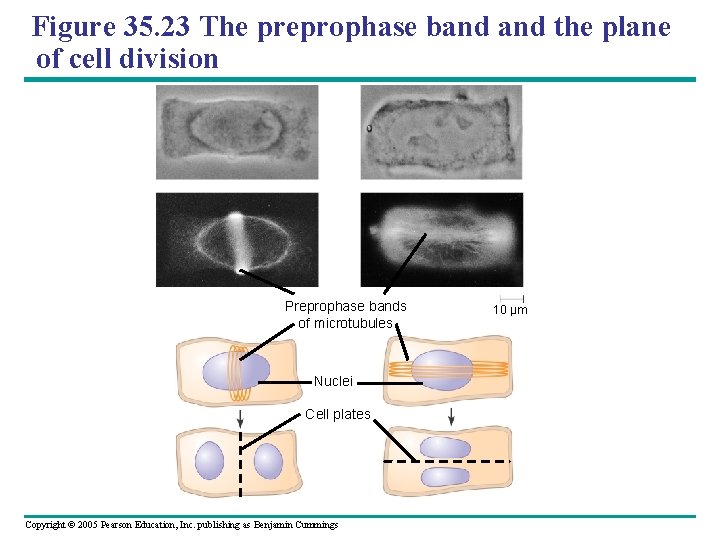 Figure 35. 23 The preprophase band the plane of cell division Preprophase bands of