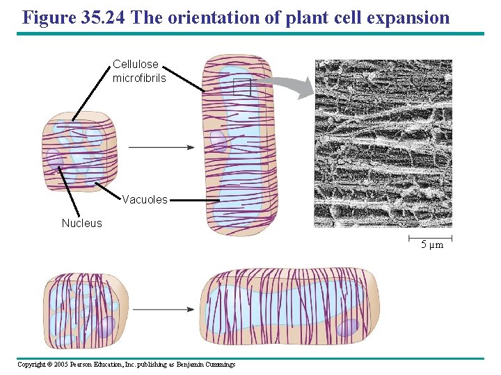 Figure 35. 24 The orientation of plant cell expansion Cellulose microfibrils Vacuoles Nucleus 5