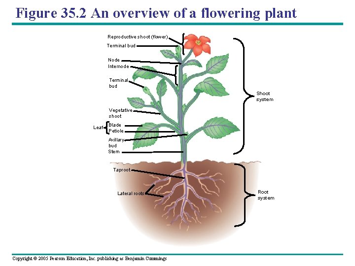 Figure 35. 2 An overview of a flowering plant Reproductive shoot (flower) Terminal bud