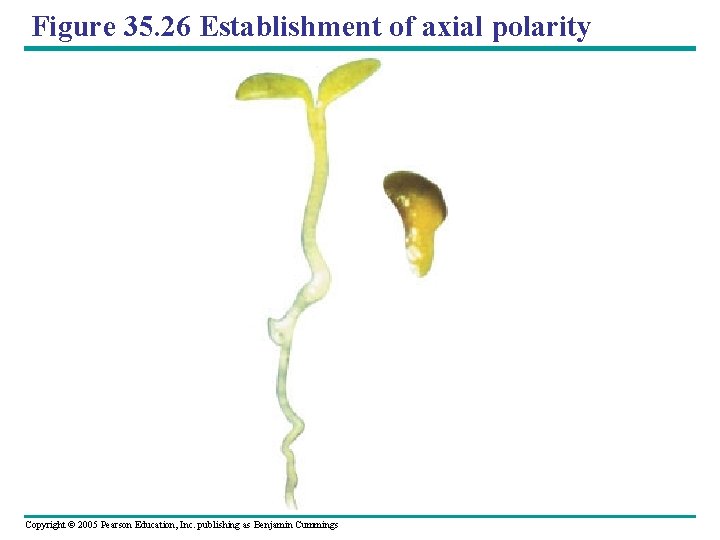 Figure 35. 26 Establishment of axial polarity Copyright © 2005 Pearson Education, Inc. publishing