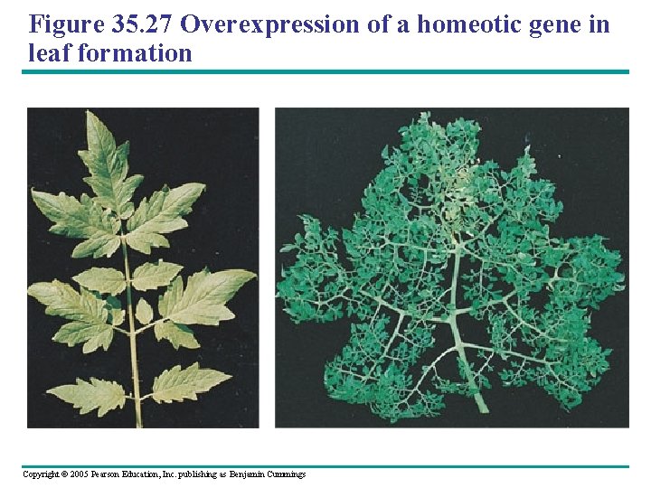 Figure 35. 27 Overexpression of a homeotic gene in leaf formation Copyright © 2005
