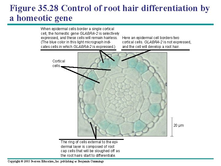 Figure 35. 28 Control of root hair differentiation by a homeotic gene When epidermal