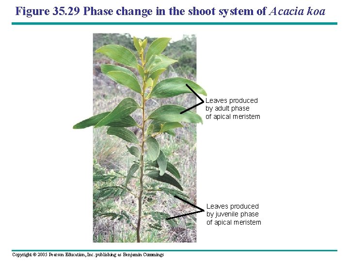 Figure 35. 29 Phase change in the shoot system of Acacia koa Leaves produced