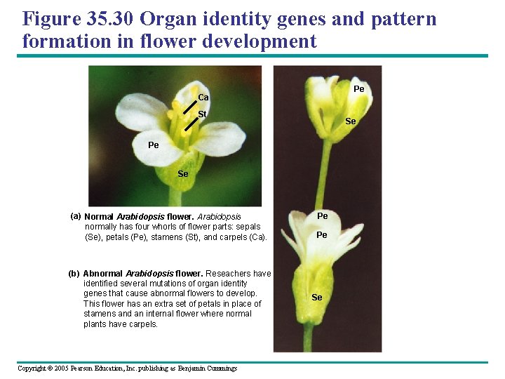 Figure 35. 30 Organ identity genes and pattern formation in flower development Pe Ca