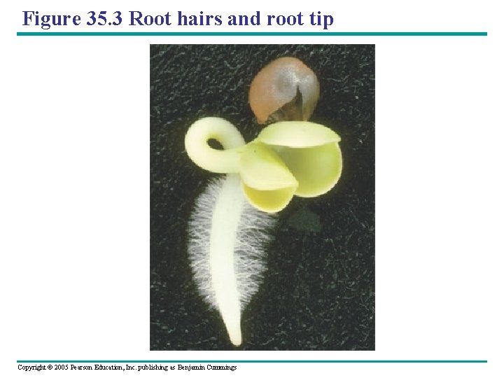 Figure 35. 3 Root hairs and root tip Copyright © 2005 Pearson Education, Inc.
